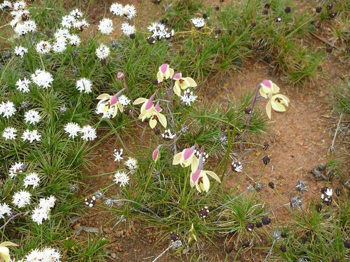 Thelymitra antennifera Vanilla orchid Sep 2020 01.JPG